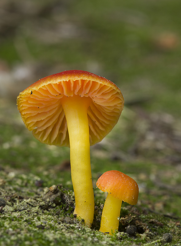 Hygrocybe miniata